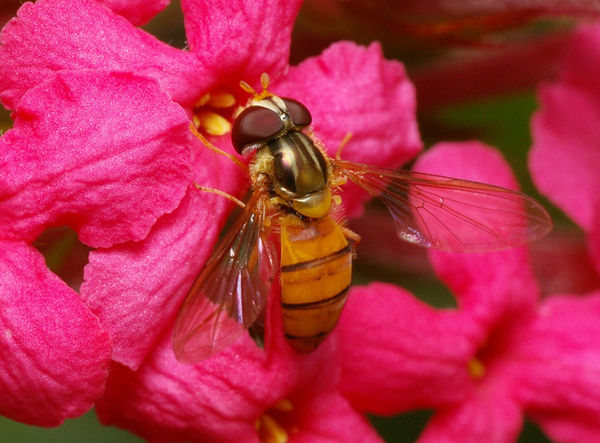 Hover Fly | Episyrphus sp photo