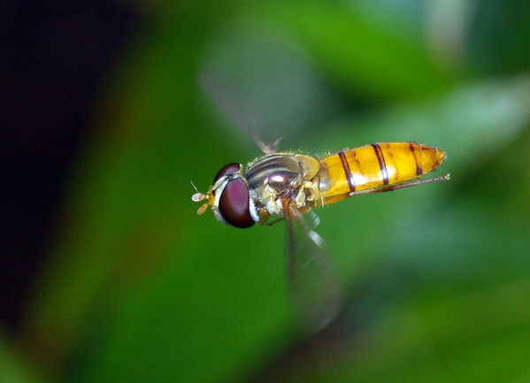 Hover Fly | Episyrphus sp photo