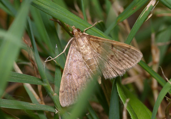 Webworm | Herpetogramma sp photo