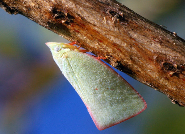 Planthopper | Colgaroides sp photo