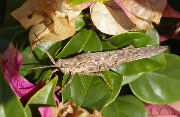 Bark-mimicking Grasshopper | Coryphistes ruricola photo