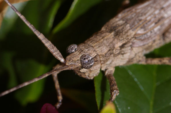 Bark-mimicking Grasshopper | Coryphistes ruricola photo