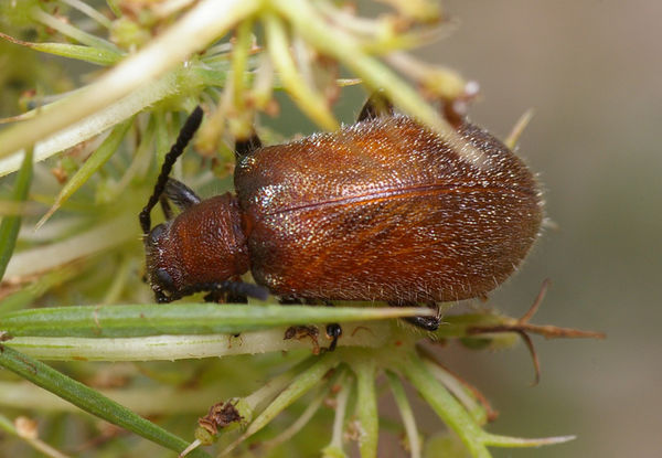 Brown Darkling Beetle | Ecnolagria grandis photo