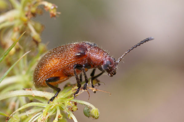 Brown Darkling Beetle | Ecnolagria grandis photo