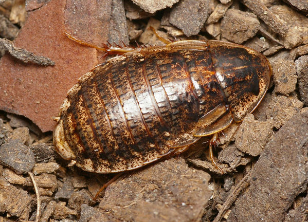 Trilobite Cockroach | Laxta sp photo