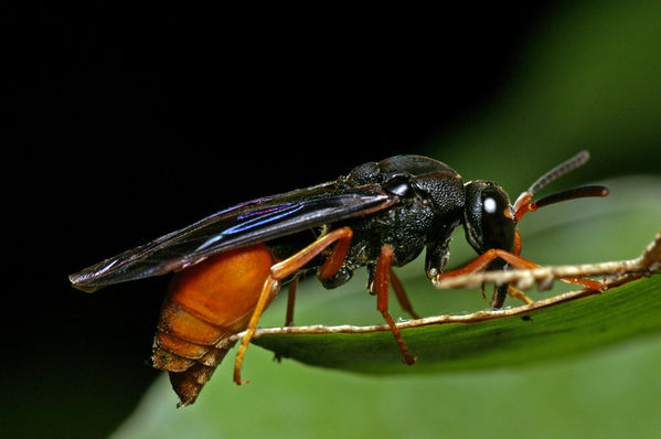 Potter Wasp | Paralastor sp photo