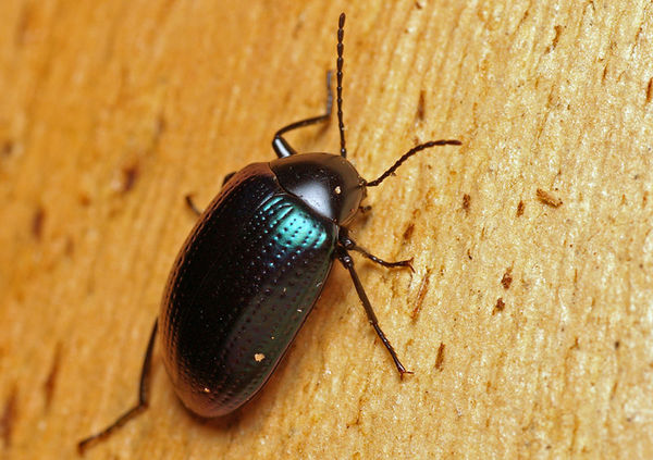 Chalcopterus Beetle | Chalcopteroides sp photo