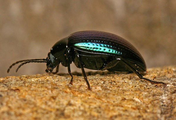 Chalcopterus Beetle | Chalcopteroides sp photo