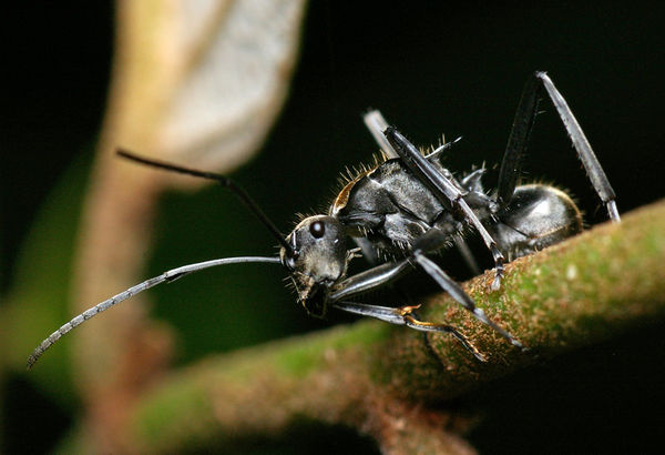 Golden-tailed Spiny Ant | Polyrhachis ammon photo