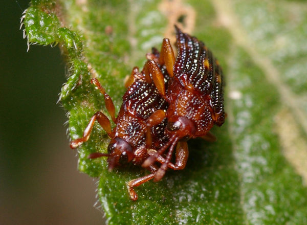 Lantana Leafminer | Uroplata girardi photo