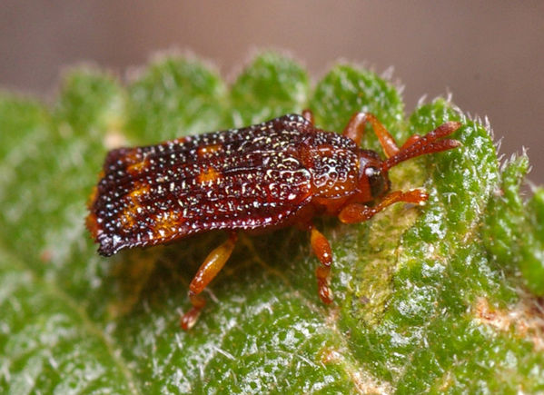 Lantana Leafminer | Uroplata girardi photo