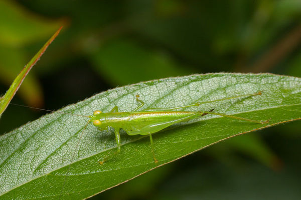 Diurnal Predatory Katydid | Austrophlugis malidupa photo