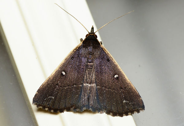 no common name | Adrapsa ablualis photo