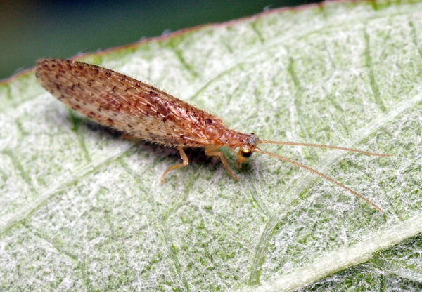 Brown Lacewing | Micromus sp photo