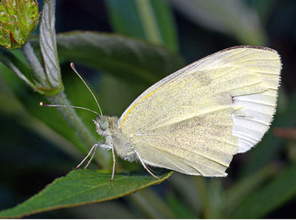 Cabbage White Butterfly | Pieris rapae photo