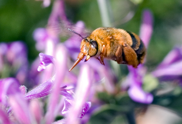 Teddy Bear Bee | Amegilla bombiformis photo