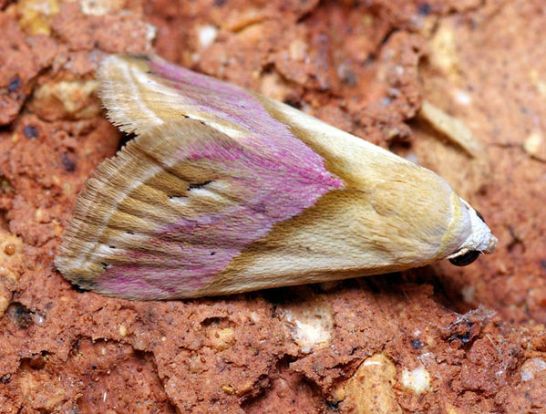 Eublemma moth | Eublemma cochylioides photo