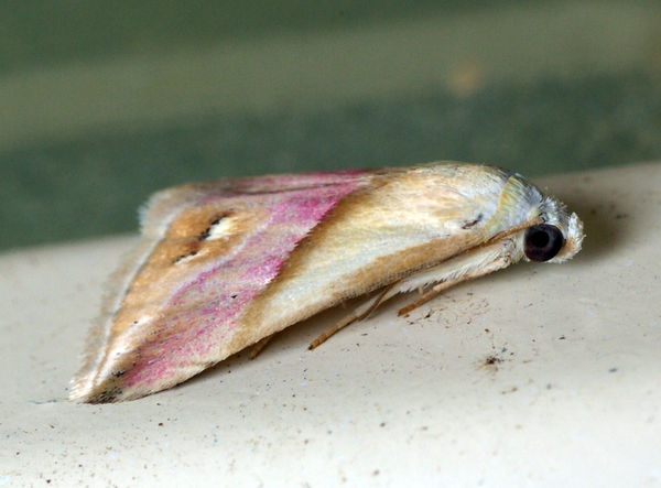 Eublemma moth | Eublemma cochylioides photo