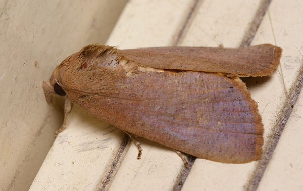 Fruit-piercing moth | Noctua sp photo