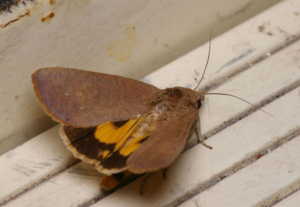 Fruit-piercing moth | Noctua sp photo
