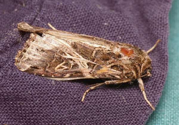 Armyworm | Spodoptera litura photo