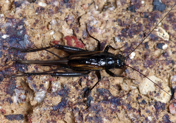 Black Field Cricket | Teleogryllus commodus photo