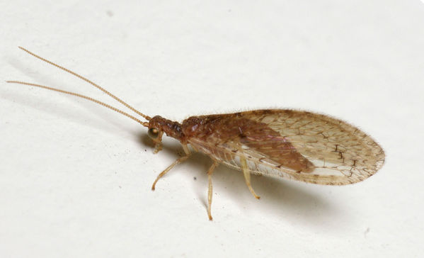 Brown Lacewing | Micromus sp photo