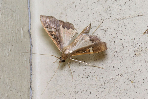 Bean Pod Borer | Maruca vitrata photo