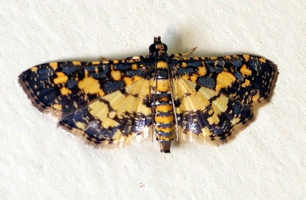 no common name | Eurrhyparodes bracteolalis photo