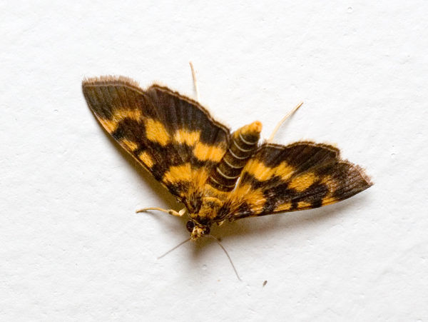 Bean Leafroller | Omiodes diemenalis photo