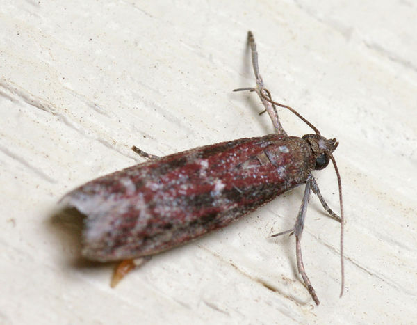 Sorghum Head Moth (Cryptoblabes adoceta)