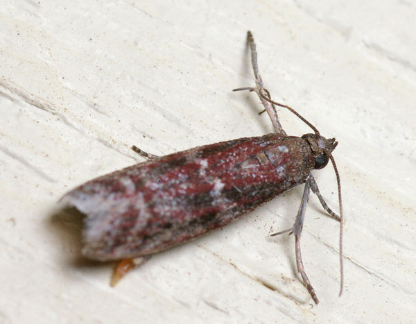 Sorghum Head Moth | Cryptoblabes adoceta photo