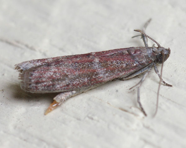 Sorghum Head Moth | Cryptoblabes adoceta photo