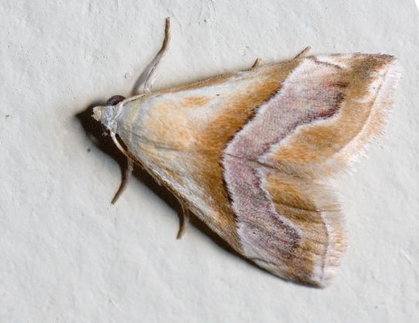 Eublemma moth | Eublemma sp photo