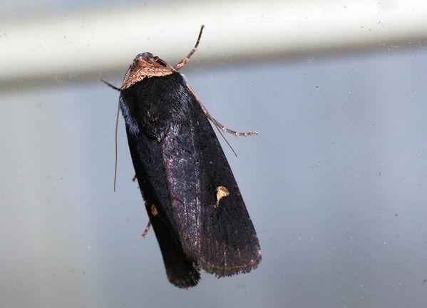 no common name | Proteuxoa sp photo