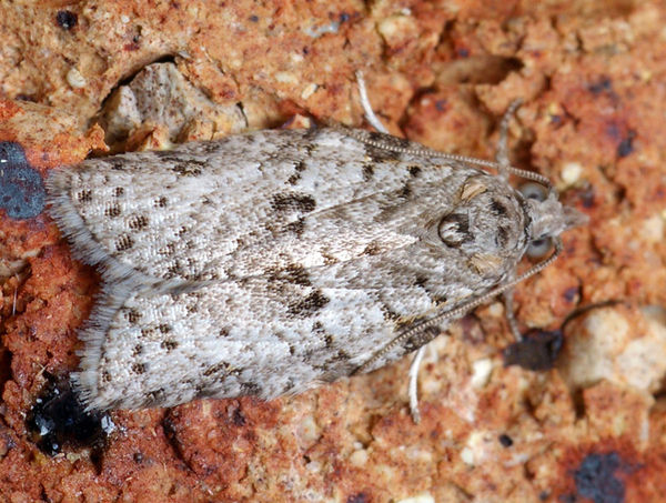 Orange Fruit Borer | Isotenes miserana photo