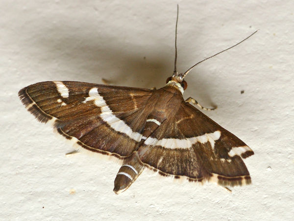 Beet Webworm | Spoladea recurvalis photo