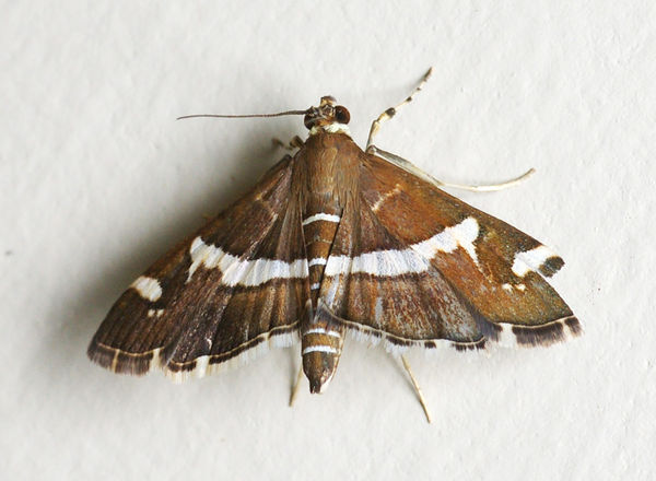 Beet Webworm | Spoladea recurvalis photo