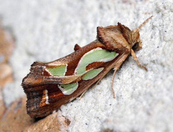 Green Blotched Moth | Cosmodes elegans photo