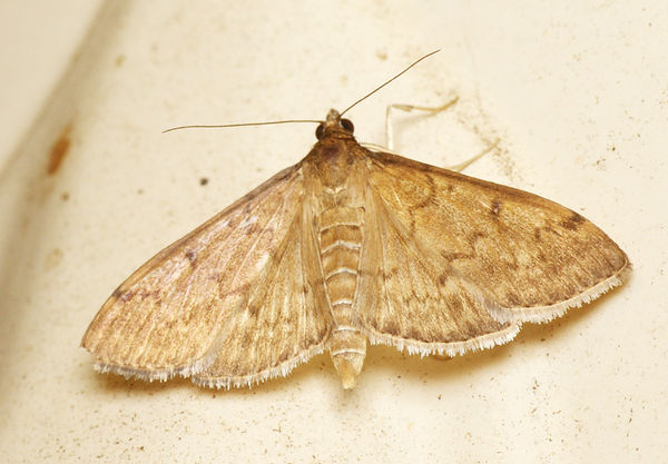 Webworm | Herpetogramma sp photo