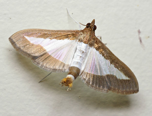 Cucumber Moth | Diaphania indica photo