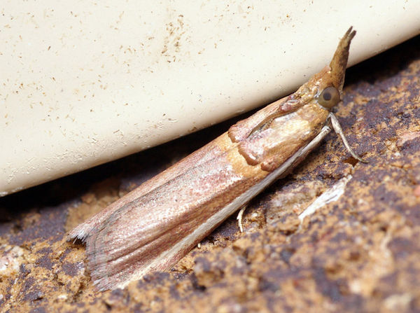 Lima Bean Pod Borer | Etiella zinckenella photo