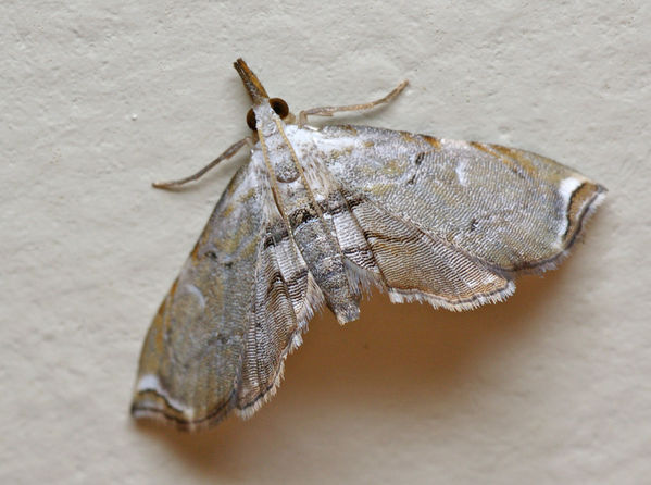 Crambid moth | Trichophysetis neophyla photo
