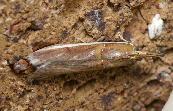 Lima Bean Pod Borer | Etiella zinckenella photo