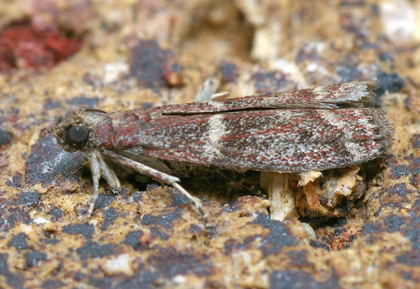 Sorghum Head Moth | Cryptoblabes adoceta photo