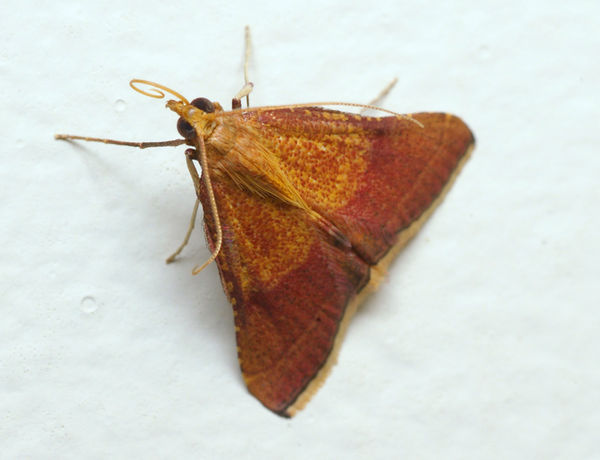 no common name | Endotricha pyrosalis photo