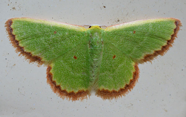 Emerald Moth | Eucrostes disparata photo