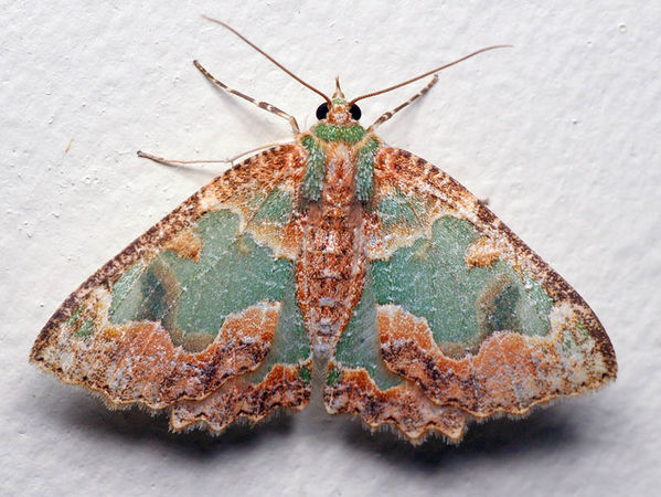 Bizarre Looper Moth | Anisozyga pieroides photo