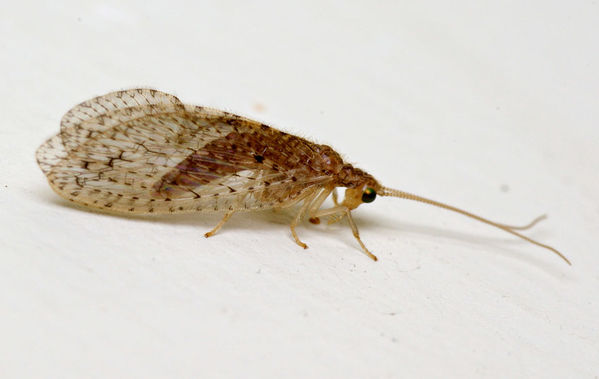 Brown Lacewing | Micromus sp photo