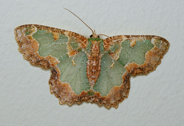 Bizarre Looper Moth | Anisozyga pieroides photo